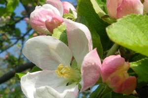 Blütenwanderung mit Bio-Vesper - Die kulinarsche Wanderung am Obsthof am Steinberg