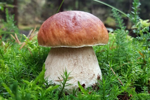 Pilzlehrwanderung im Herbst - Im Offenbacher Stadtwald