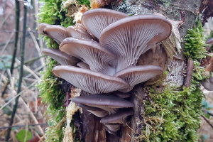 Foto: Harald Sattler