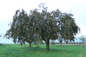 Foto: Valeryia Chaldranyan