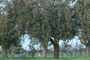 Streuobstwiesen-Wanderung mit Bio-Vesper – Die Herkunft des Apfelweins erleben!