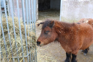 MGH Gutes aus Hessen-Spezial: Ponywanderung auf dem Franzehof – Ein Erlebnis für die ganze Familie!