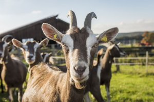 MGH Gutes aus Hessen-Spezial: Von der Milch zum Käse – Hof- & Käsereiführung mit Käse-Tasting