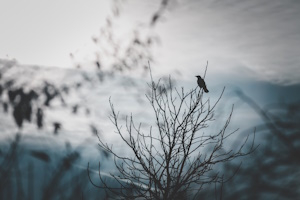 Bild: Pixabay raven-4874366_1920