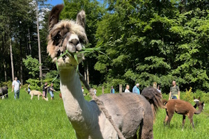 Alpaka-Wanderung After Work – Lassen Sie ihren Tag an der Seite unserer flauschigen Langhälse ausklingen