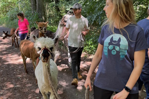 Foto: Kunznickel Alpakas