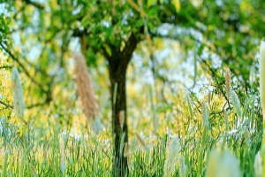 Heilkräuterspaziergang – Interessantes aus Medizin, Mythos & Kulinarik