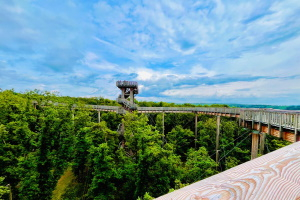 Waldperspektiven – Natur erleben zwischen Gipfelpfad & Hängematte
