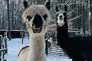 Winter Wonderland im Spessart – Alpaka- & Lamawanderung als winterliche Auszeit